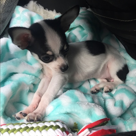 Meet your Posher, Donna - Picture 1 of 1